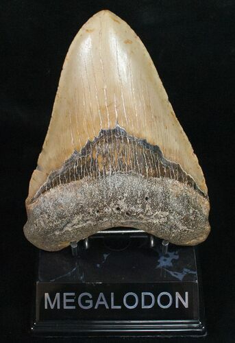 Giant Megalodon Tooth - North Carolina #11506